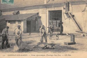 CP Flambage d'un porc - Ferme agronomique 1905