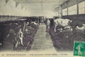 Intérieur d'étable ferme agronomique avant 1911