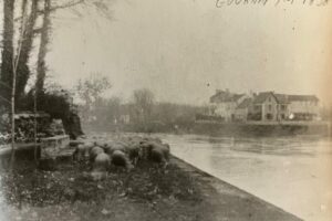 le passage du gué envahi par les ovins