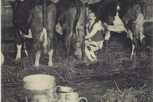 la traite à la ferme agronomique vers 1910