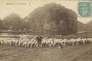 le troupeau de cent ovins en 1905 sur le patis amont Edit Lapersonne Gournay