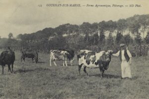 Vaches laitières de la ferme agronomique 1918