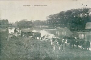 bovins et chèvres