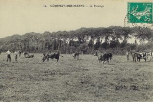 Le paturage (Lieu dit ?"Les prés de la Noue")