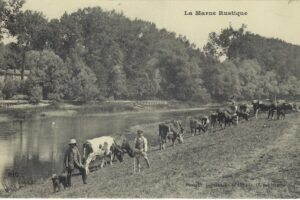 PIC  La marne rustique  Les vaches sur les patid