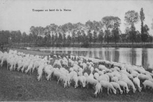 ovins fraichement tondus