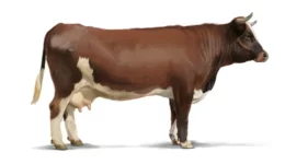 Klasse_Rasse_0418_Evolene