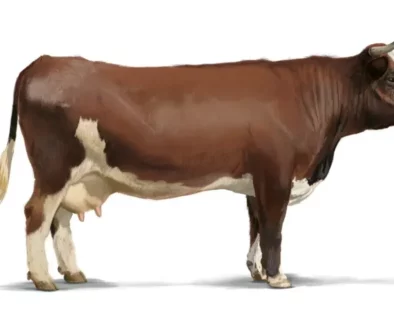 Klasse_Rasse_0418_Evolene