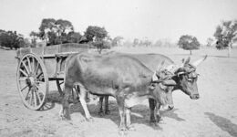 Une image contenant plein air, roue, bétail, charrette Le contenu généré par l’IA peut être incorrect.