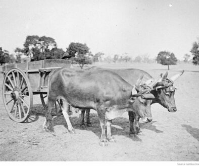 Une image contenant plein air, roue, bétail, charrette Le contenu généré par l’IA peut être incorrect.