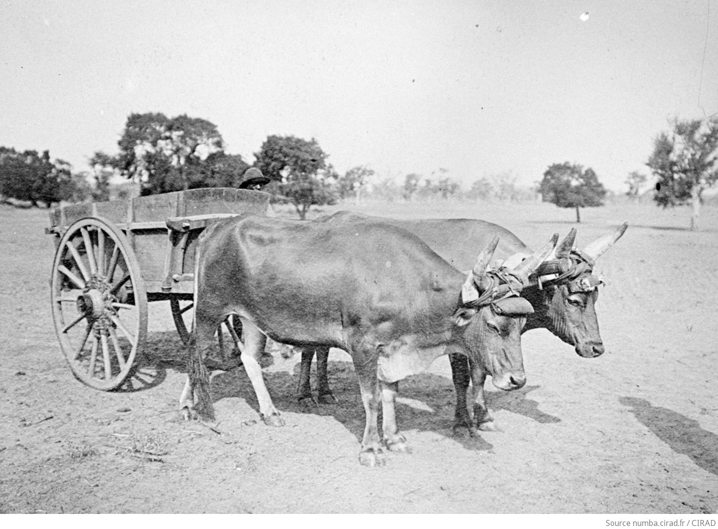 Une image contenant plein air, roue, bétail, charrette Le contenu généré par l’IA peut être incorrect.